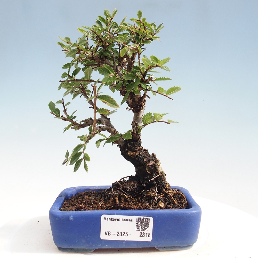 Venkovní bonsai - Zelkova - Zelkova NIRE