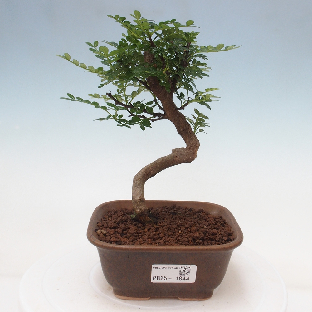 Pokojová bonsai - Zantoxylum piperitum - pepřovník