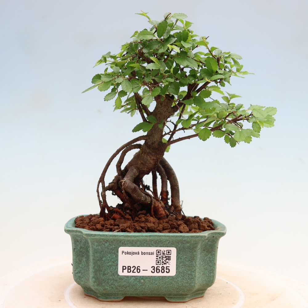Pokojová bonsai - Ulmus parvifolia - Malolistý jilm