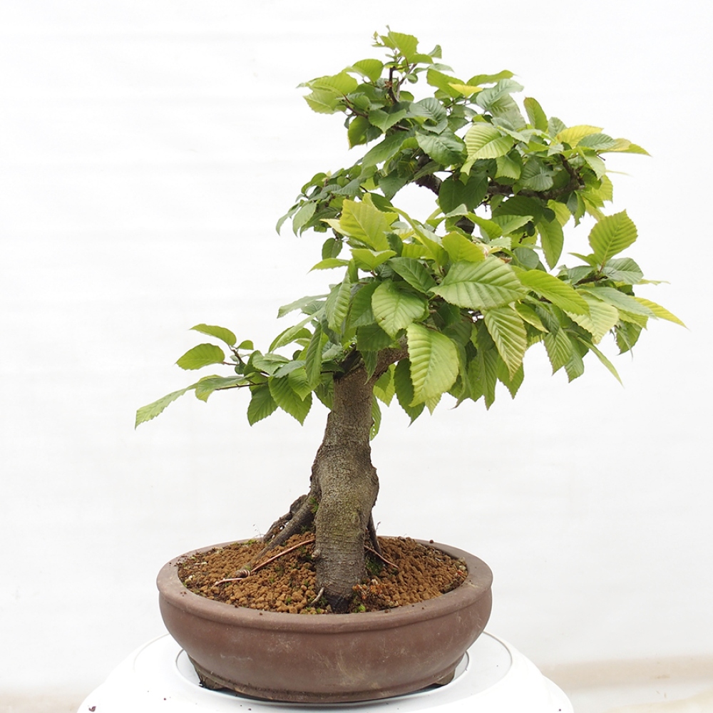 Venkovní bonsai - Habr obecný - Carpinus betulus