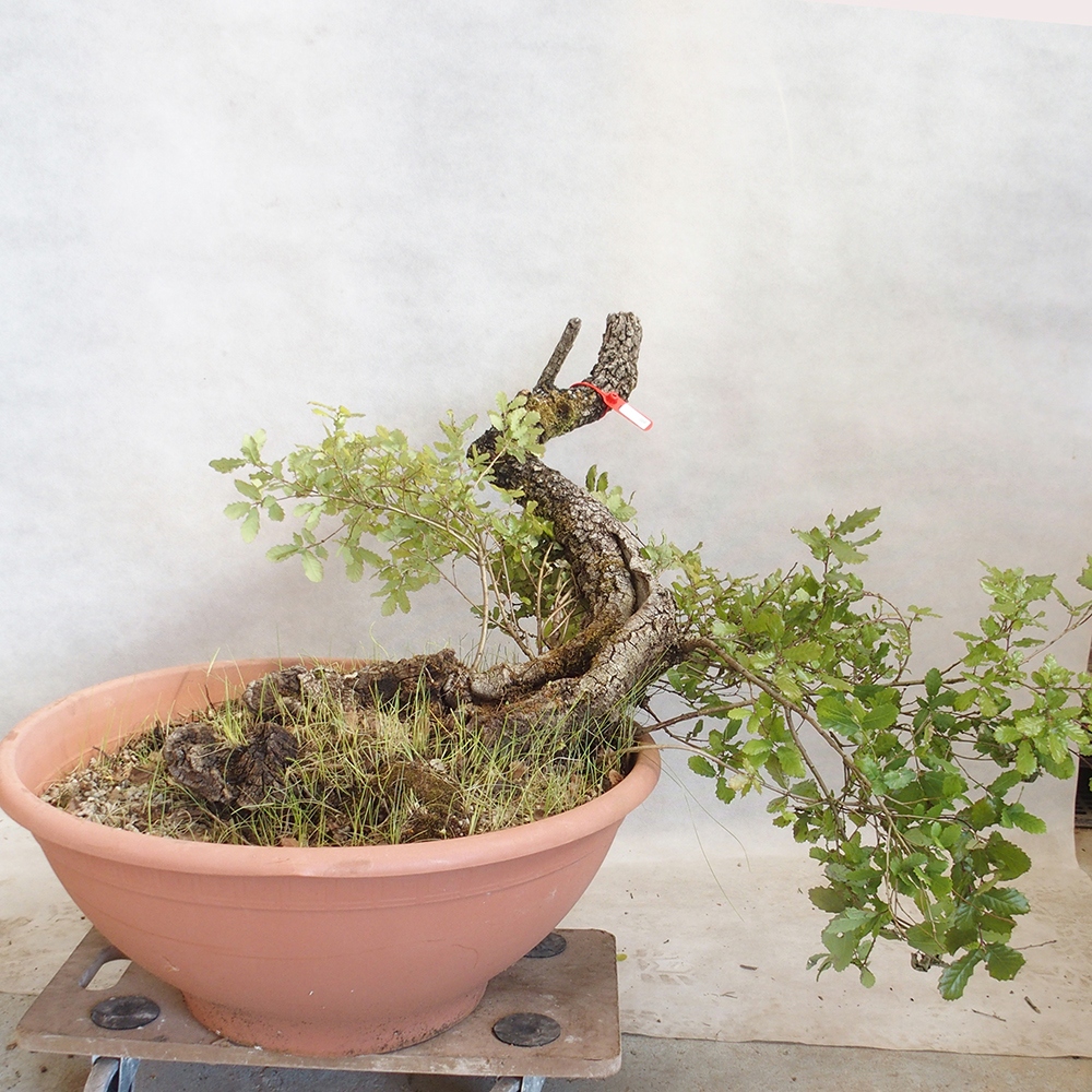 Venkovní bonsai Quercus Cerris - Dub Cer