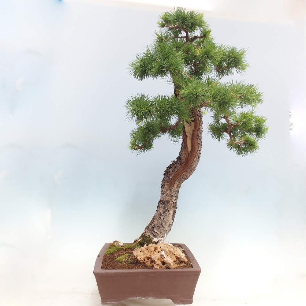 Venkovní bonsai -Larix decidua - Modřín opadavý 