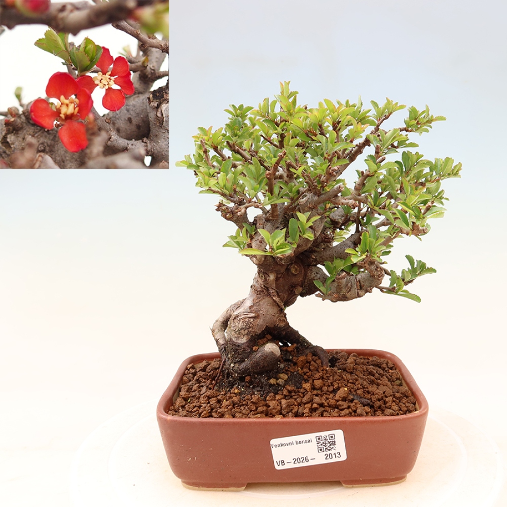 Venkovní  bonsai -  Chaneomeles speciosa Chojubai - Kdoulovec ozdobný