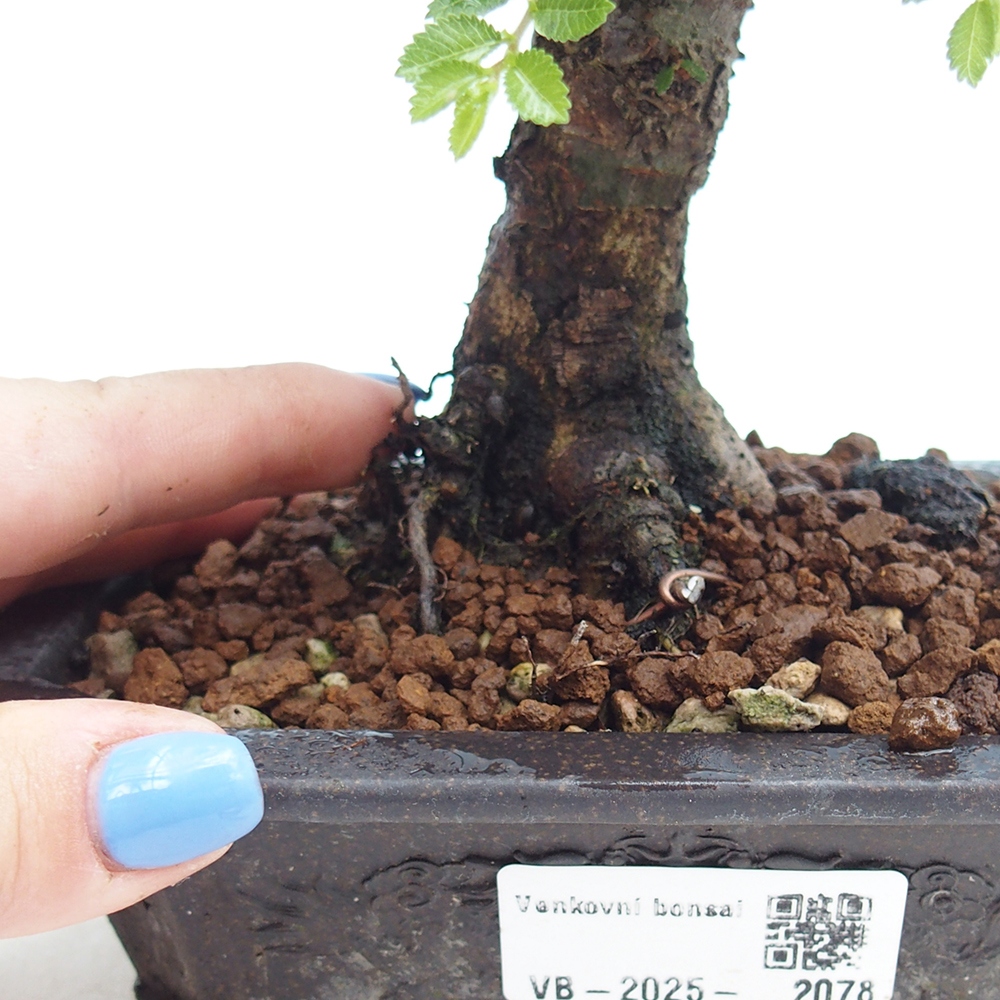 Venkovní bonsai - Ulmus parvifolia Hokkaido - jilm Čínský