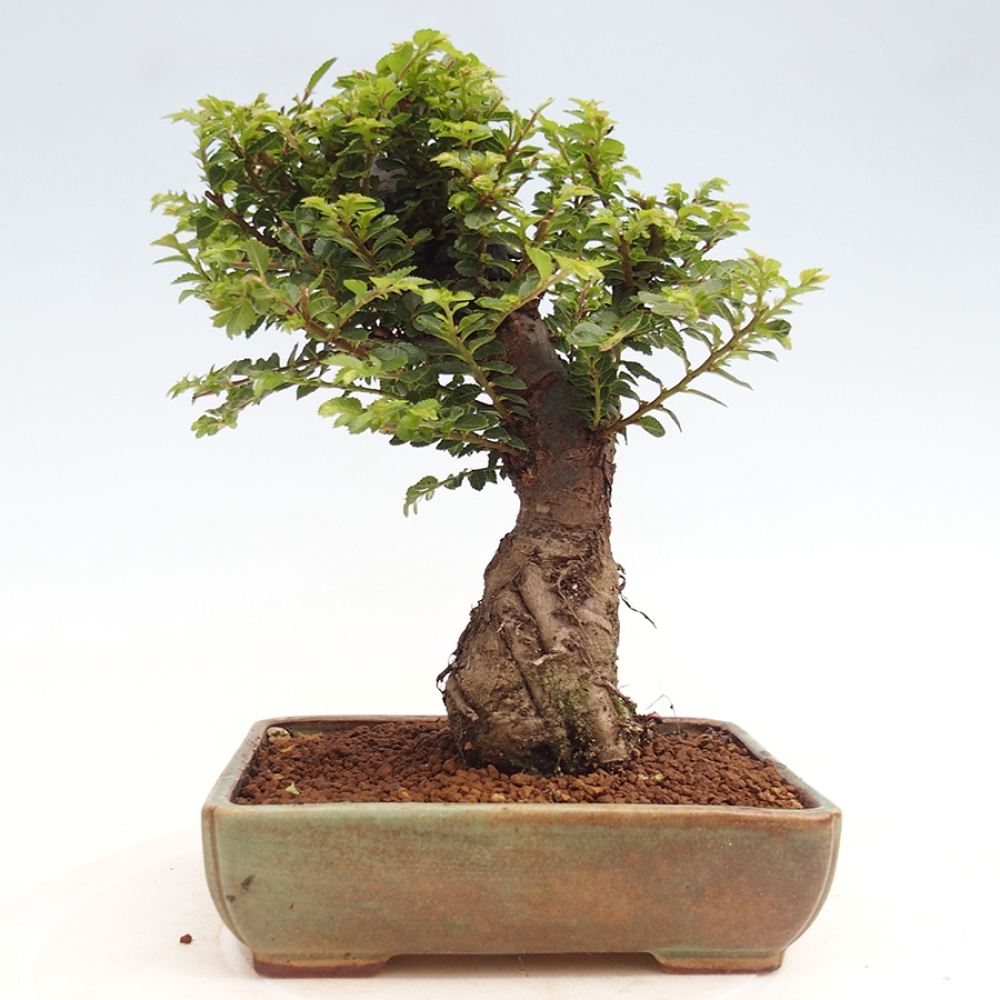 Venkovní bonsai - Ulmus parvifolia Hokkaido - jilm Činski