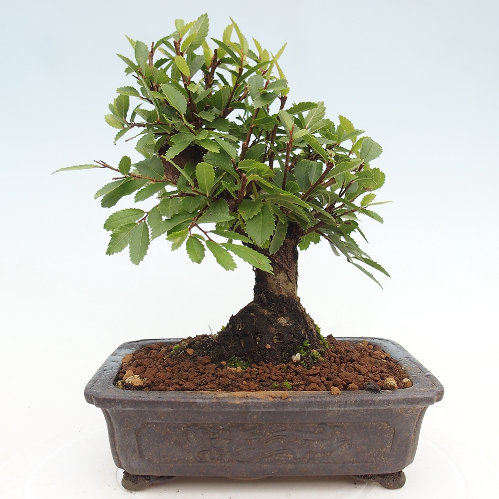 Venkovní bonsai - Zelkova - Zelkova NIRE