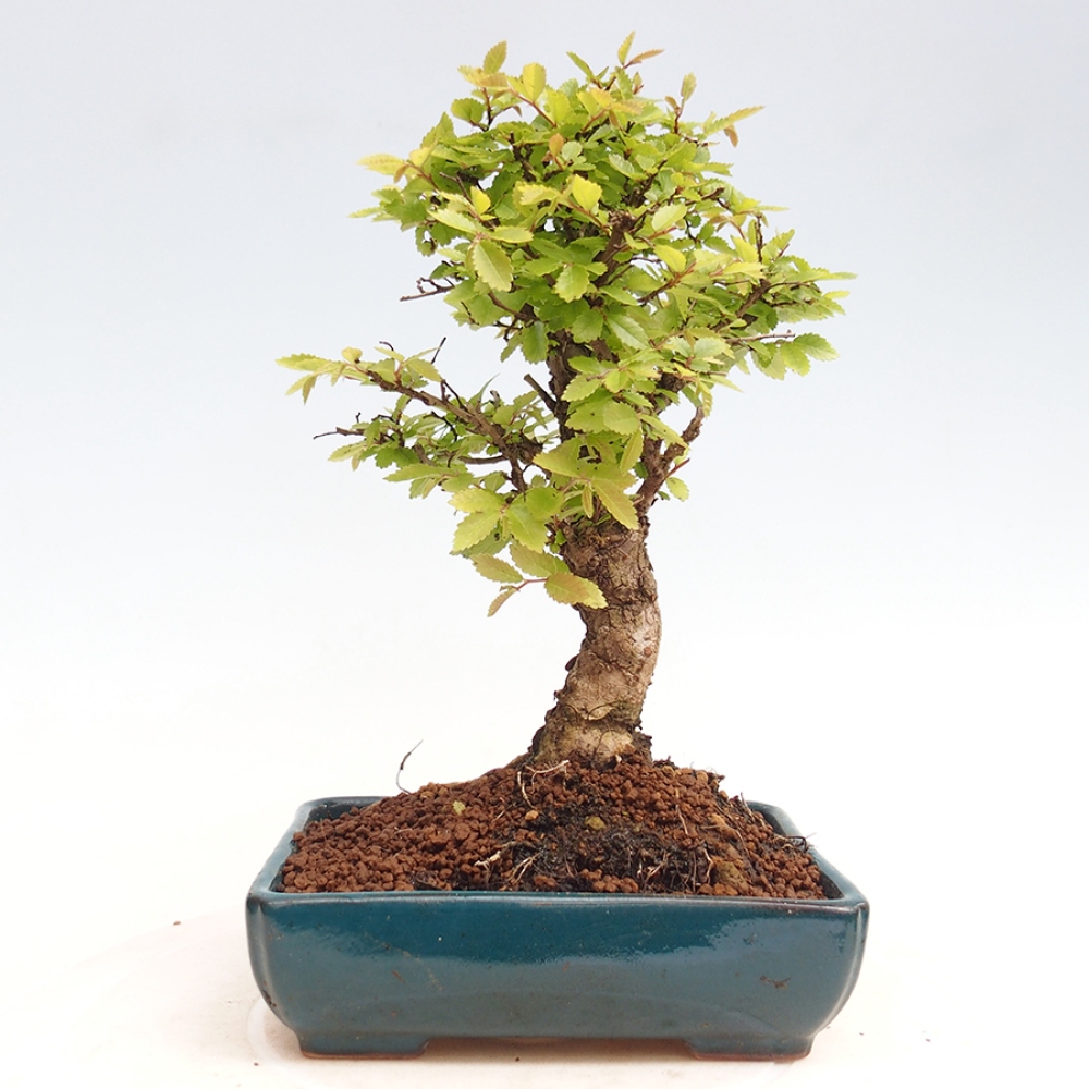 Venkovní bonsai - Zelkova - Zelkova NIRE