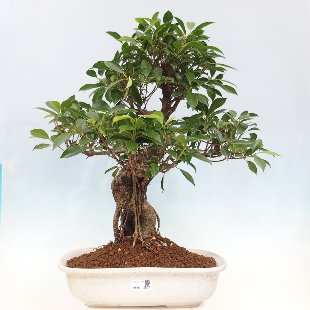 Pokojová bonsai - Ficus kimmen -  malolistý fíkus - POUZE OSOBNÍ ODBĚR nebo paletová přeprava