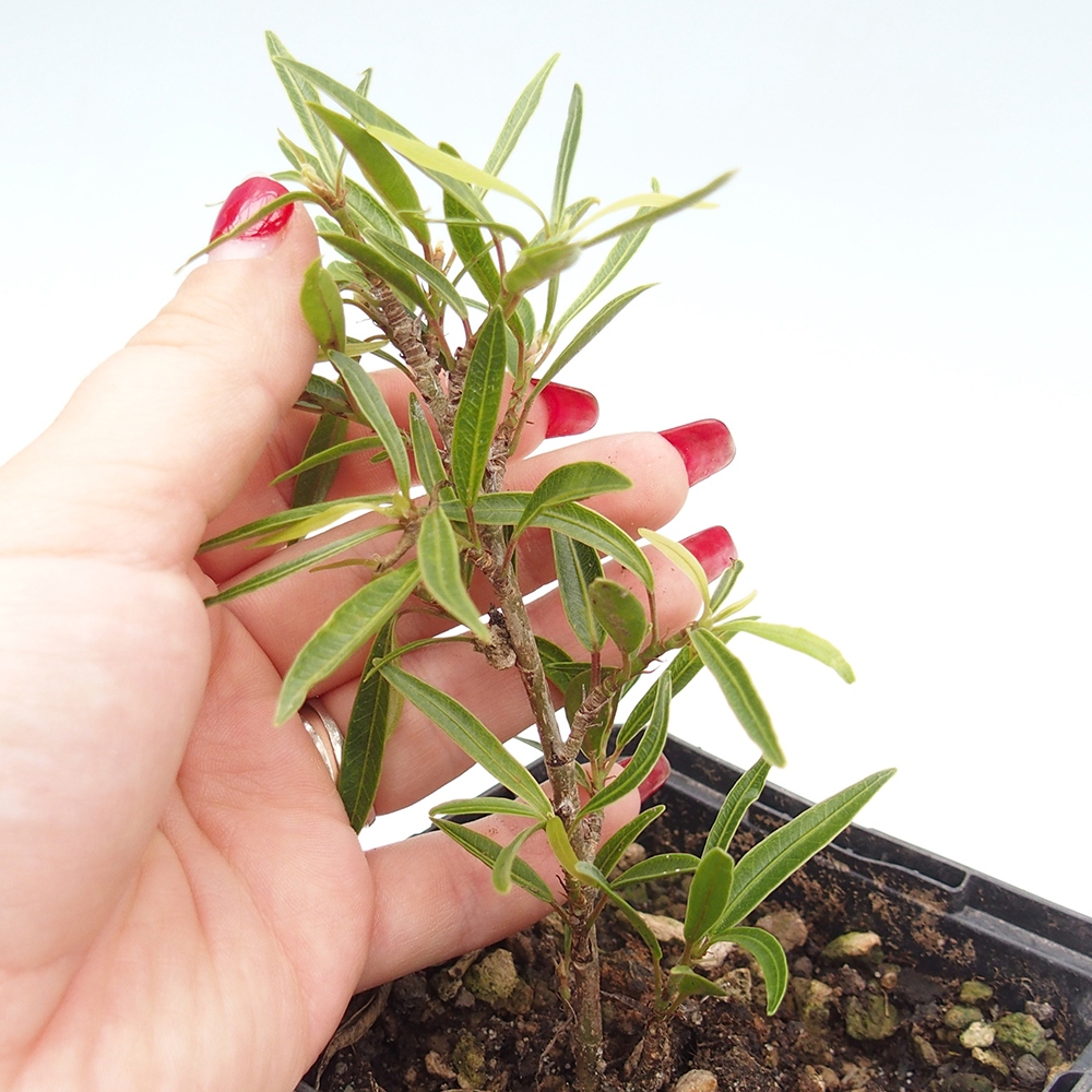 Pokojová bonsai - Ficus nerifolia -  malolistý fíkus v kontejneru