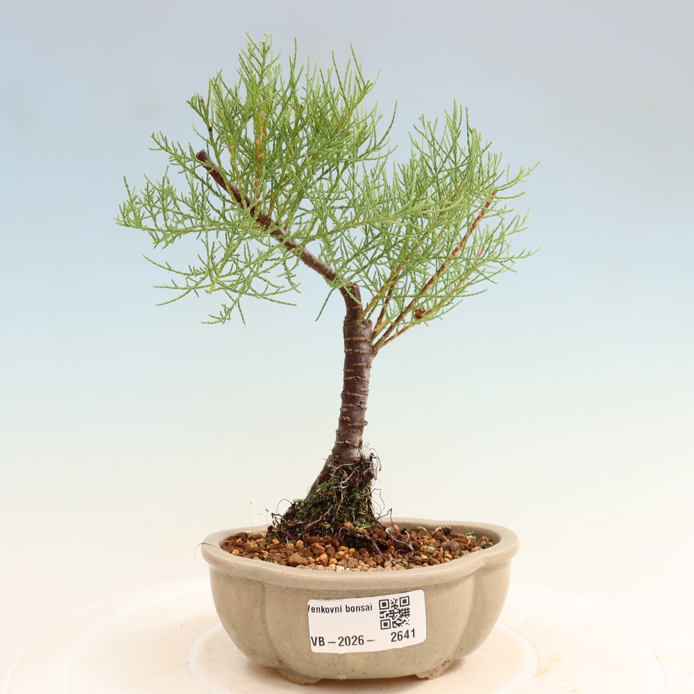 Venkovní bonsai - Tamaryšek - Tamarix