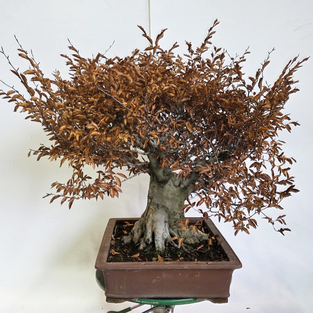 Venkovní bonsai - Fagus crenata