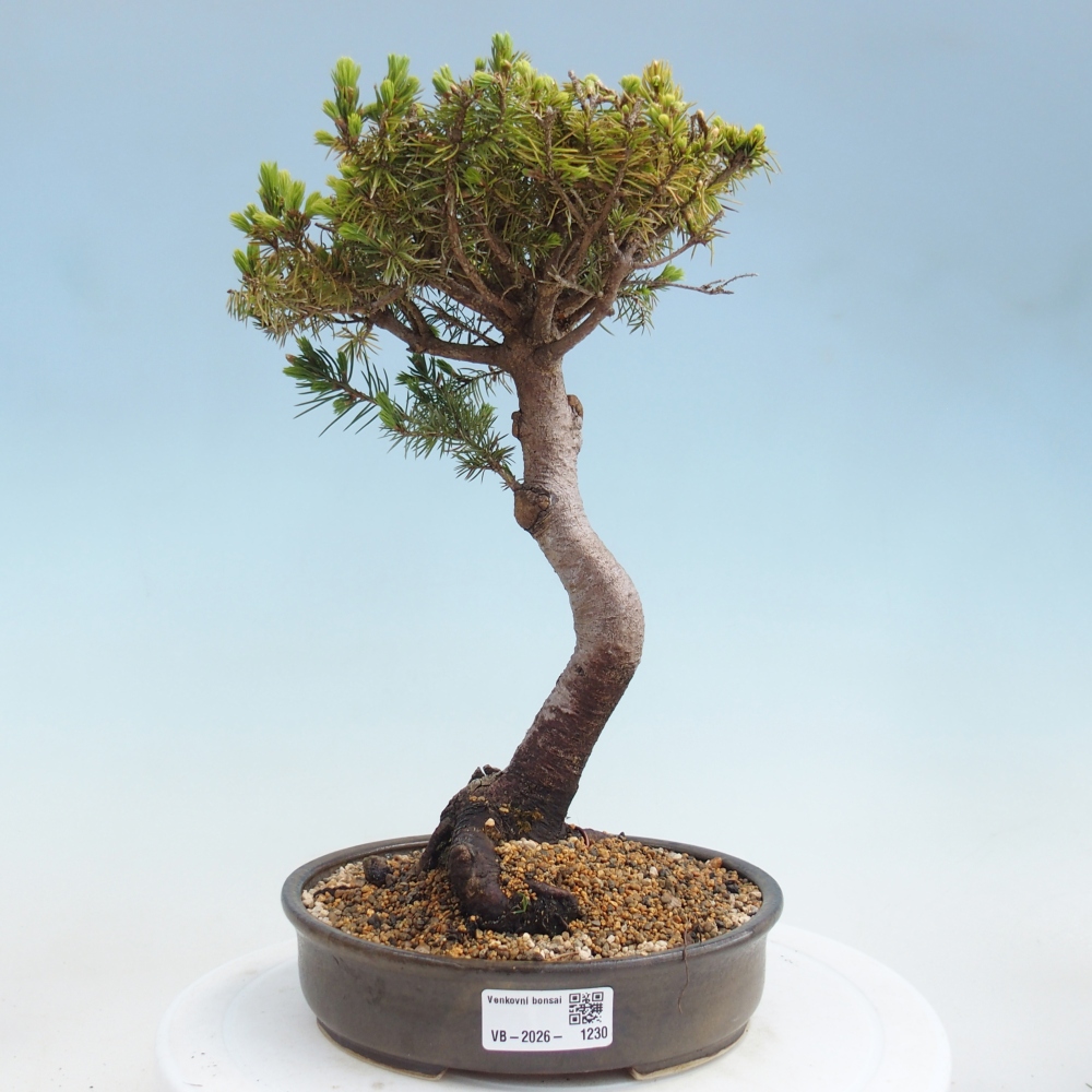 Venkovní bonsai- Smrk kulovitý - Picea glauca globe