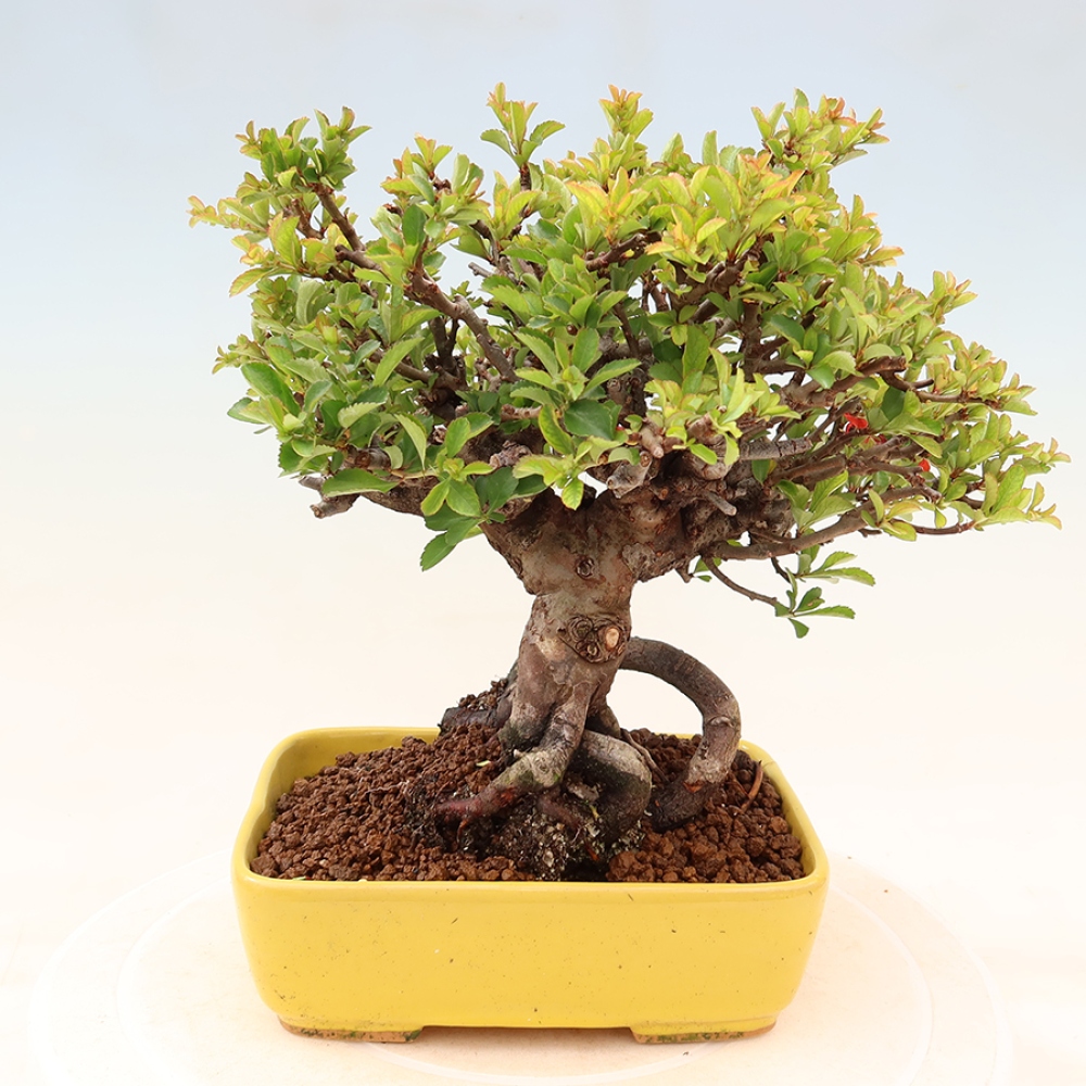 Venkovní  bonsai -  Chaneomeles speciosa Chojubai - Kdoulovec ozdobný