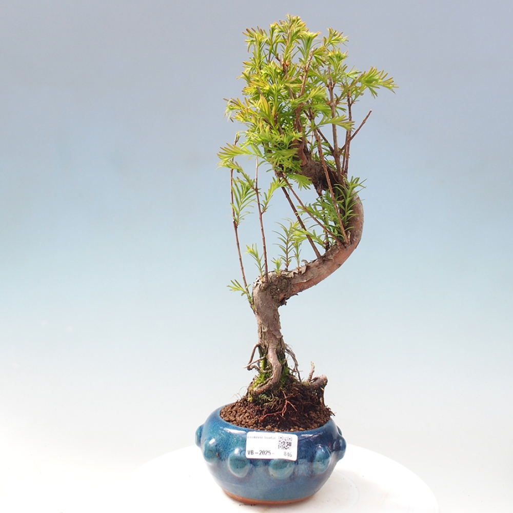 Venkovní bonsai - Metasequoia glyptostroboides - Metasekvoje čínská