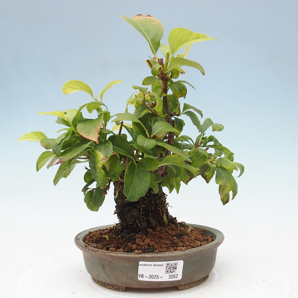 Venkovní bonsai - Celastrus  orbiculatus - Jesenec okrouhlolistý