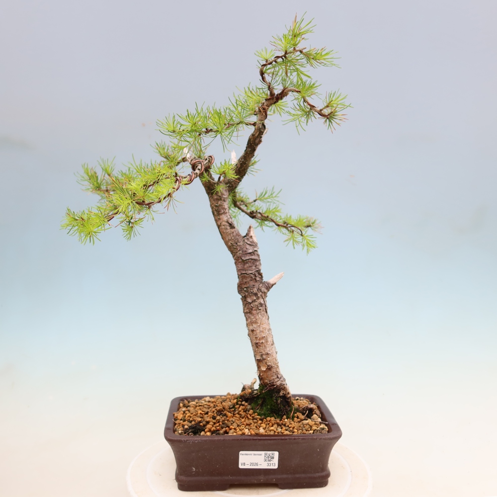 Venkovní bonsai -Larix decidua - Modřín opadavý 