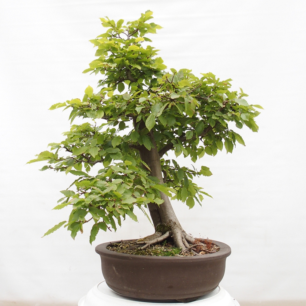 Venkovní bonsai - Habr obecný - Carpinus betulus