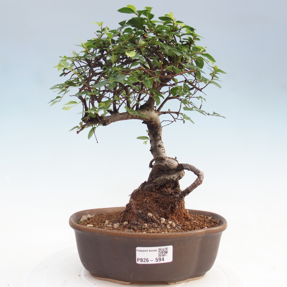 Pokojová bonsai - Ulmus parvifolia - Malolistý jilm