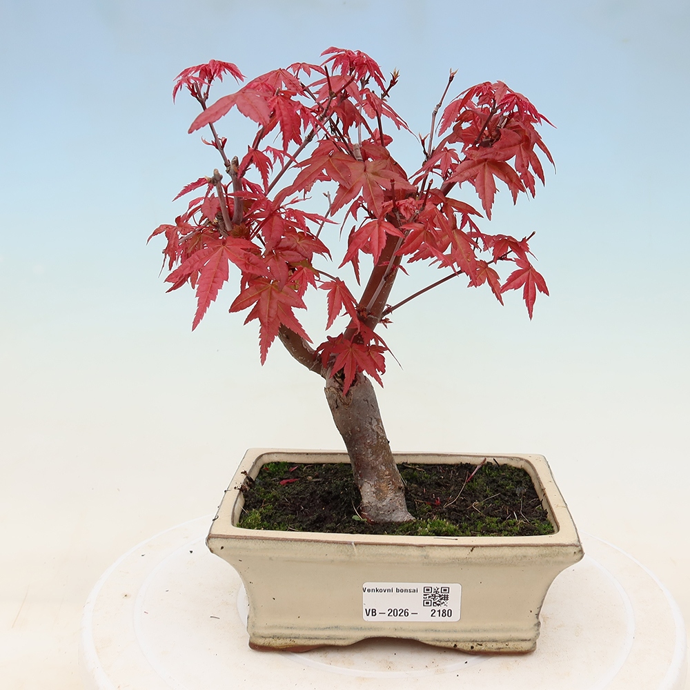 Venkovní bonsai - Javor dlanitolistý - Acer palmatum DESHOJO