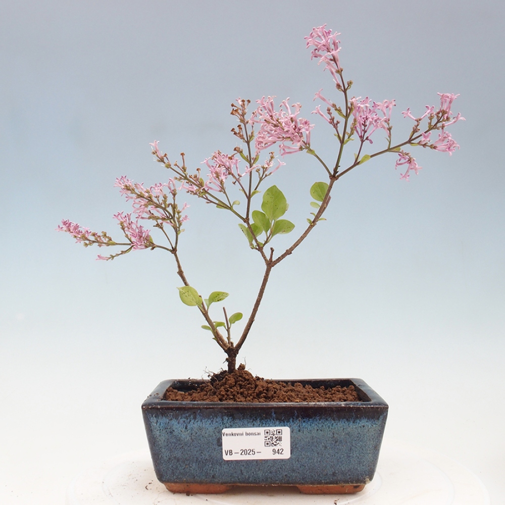 Venkovní bonsai - Syringa Meyeri Palibin - Šeřík Meyerův