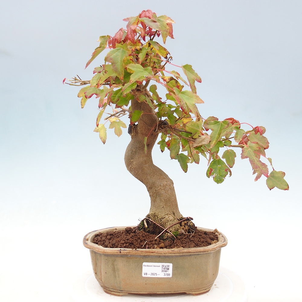 Venkovní bonsai - Acer Buergerianum - Javor Burgerův