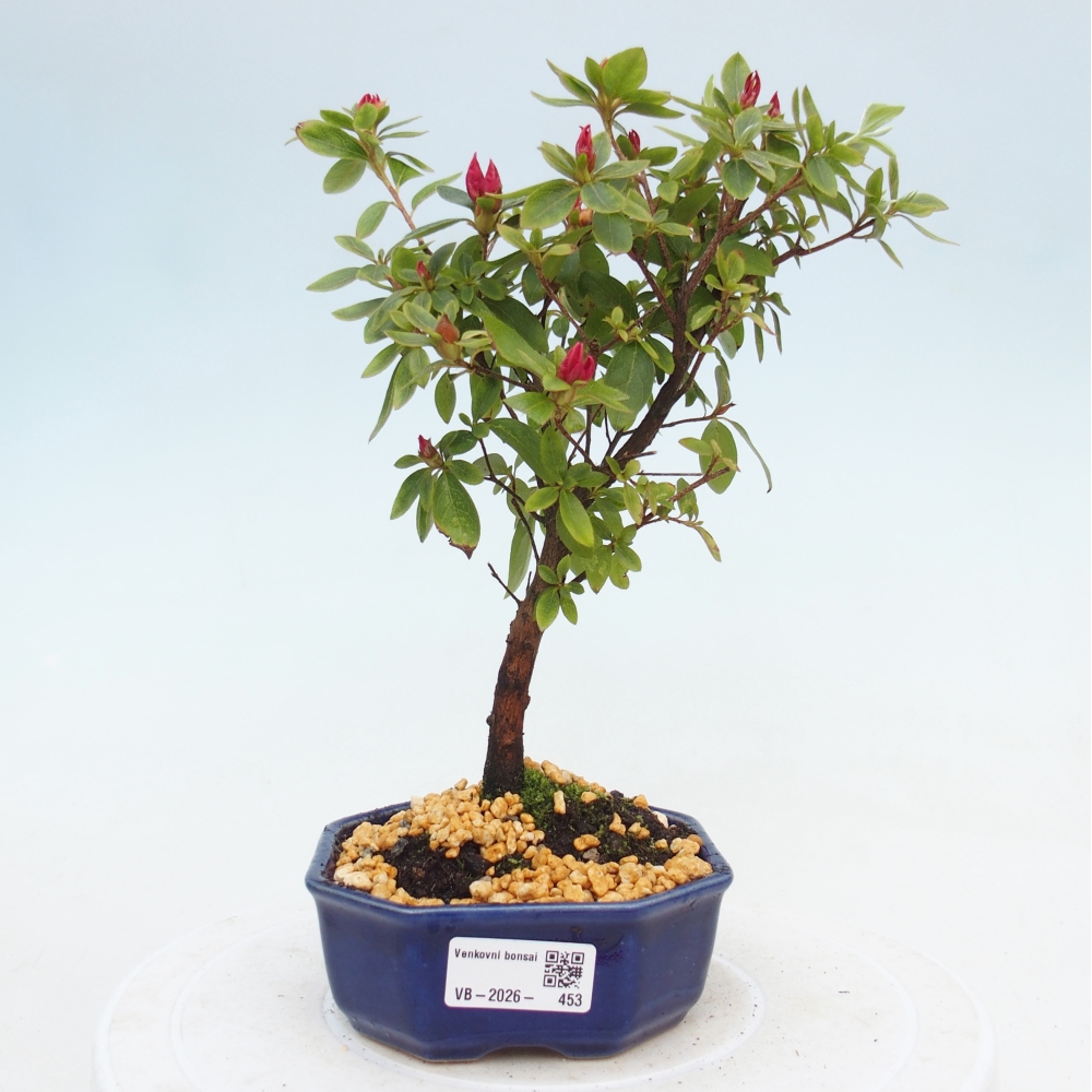 Venkovní bonsai - Japonská azalka - Azalea sp.