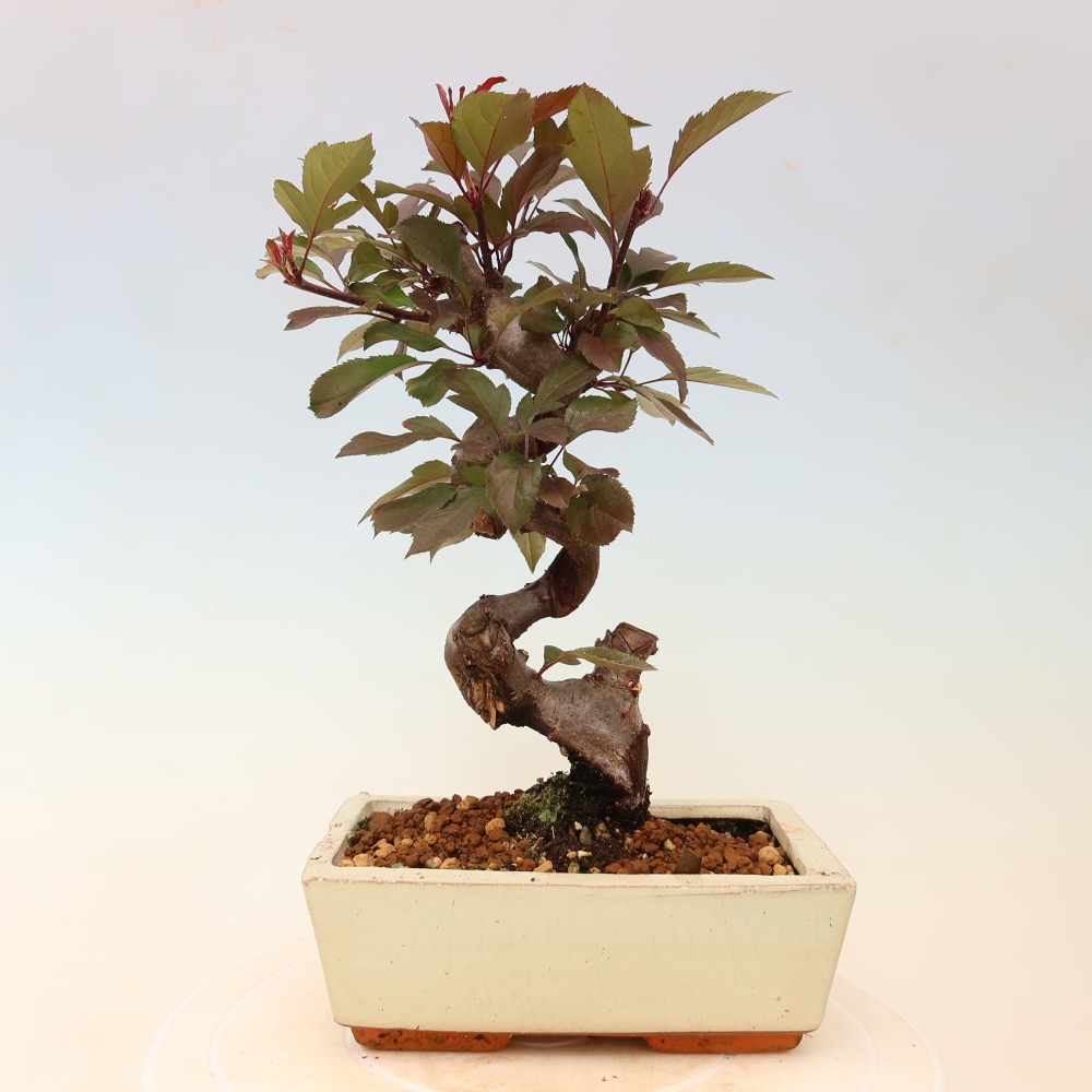 Venkovní bonsai -Malus domestica - Maloplodá jabloň červenolistá