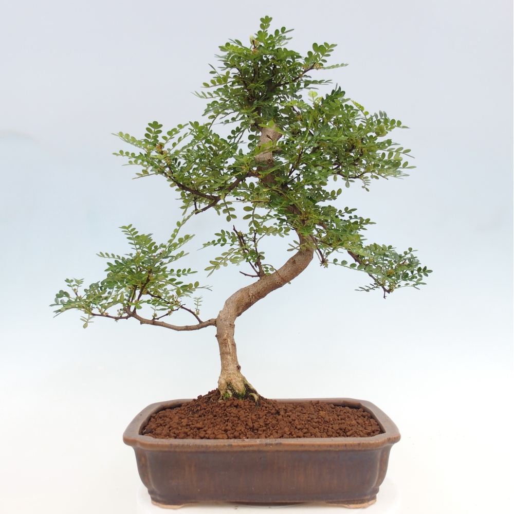 Pokojová bonsai - Zantoxylum piperitum - pepřovník
