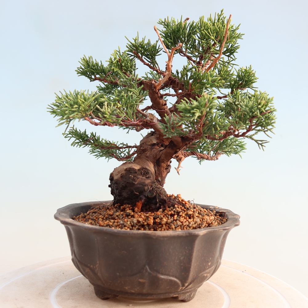 Venkovní bonsai - Juniperus chinensis Itoigawa -Jalovec čínský