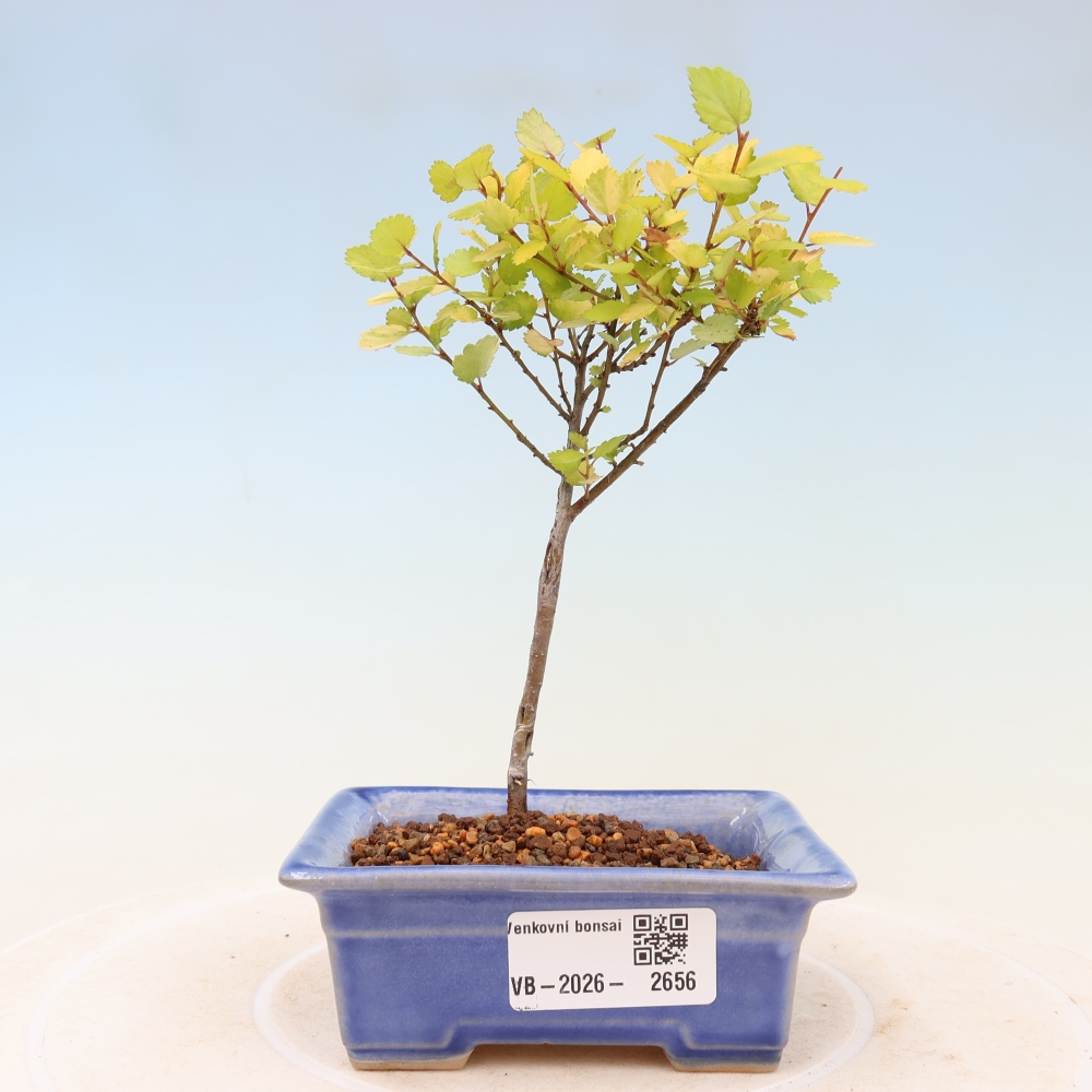 Venkovní bonsai - bříza trpasličí - Betula NANA Golden Treasure