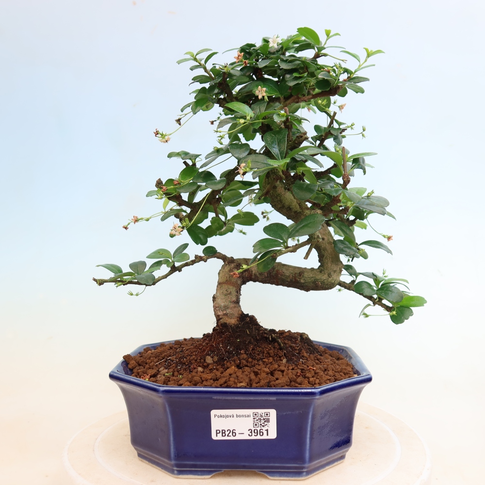 Pokojová bonsai - Carmona macrophylla - Čaj fuki
