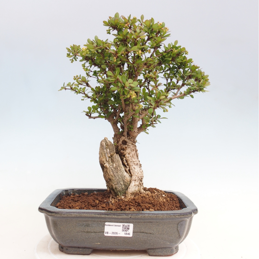 Venkovní bonsai - Berberis coreana - Dřištál korejský