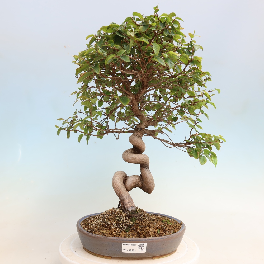 Venkovní bonsai -Carpinus CARPINOIDES - Habr korejský