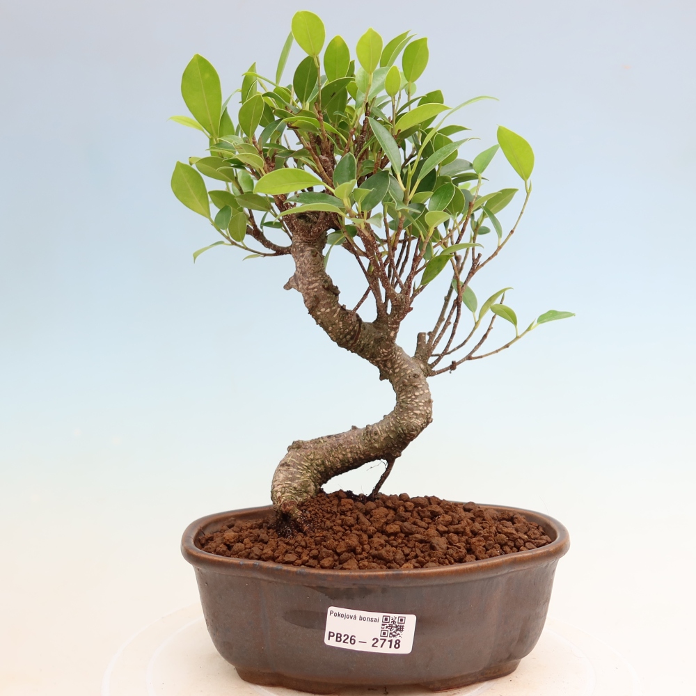 Pokojová bonsai - Ficus kimmen -  malolistý fíkus