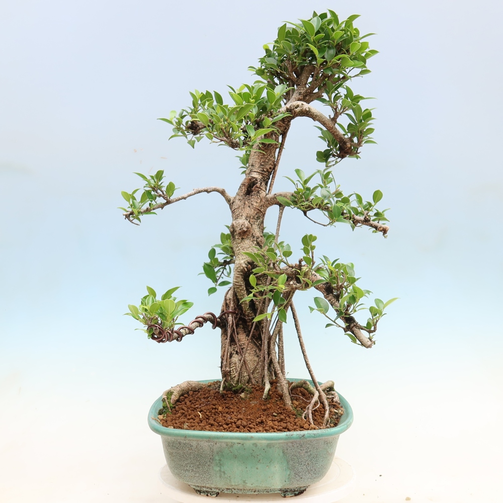 Pokojová bonsai - Ficus kimmen -  malolistý fíkus