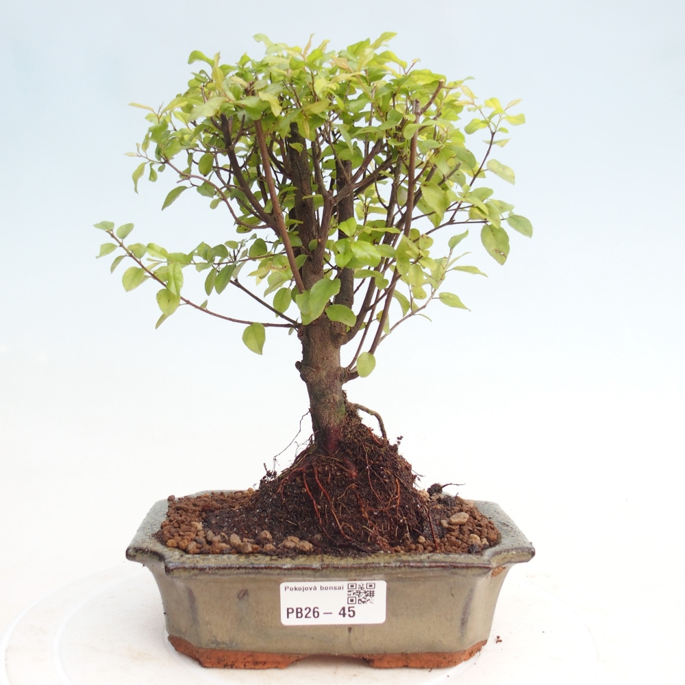 Pokojová bonsai - Sagerécie thea - Sagerécie thea