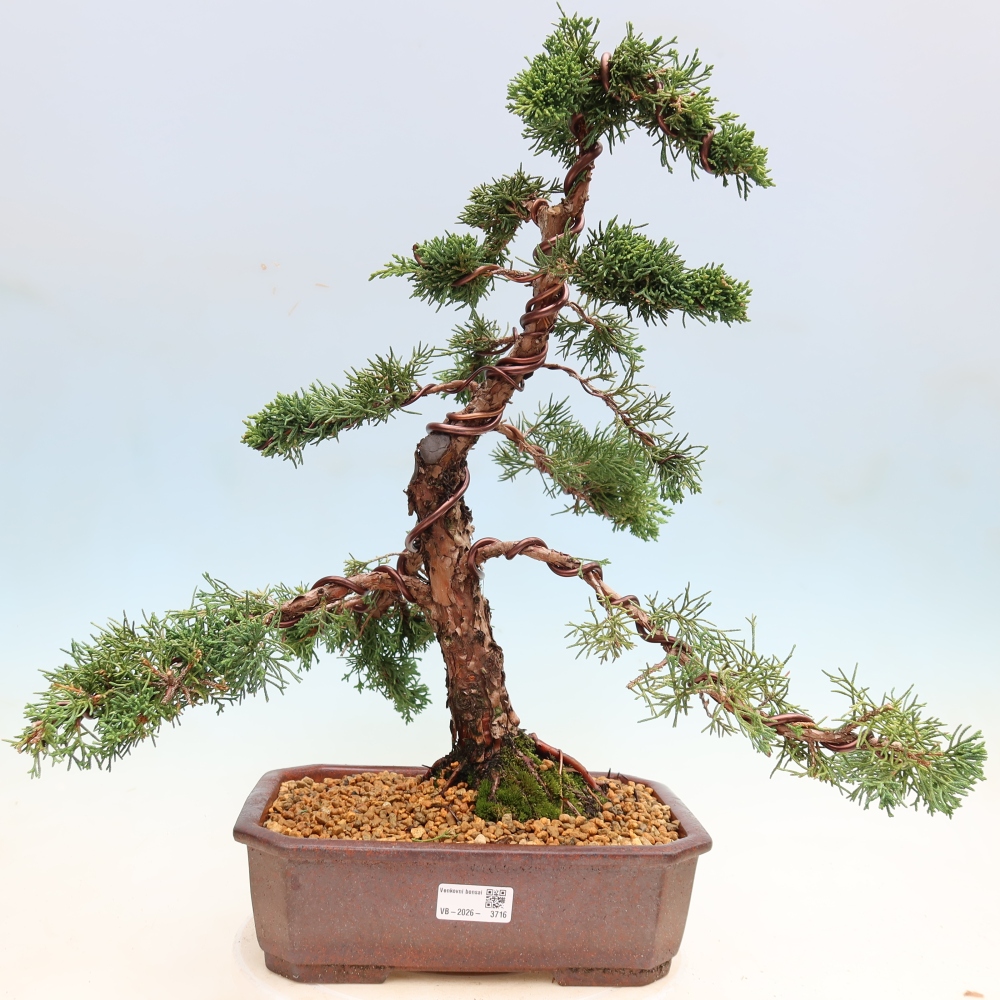 Venkovní bonsai - Juniperus chinensis Kishu -Jalovec čínský
