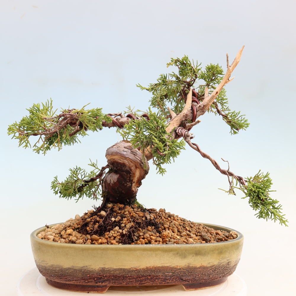 Venkovní bonsai - Juniperus chinensis Itoigawa-Jalovec čínský