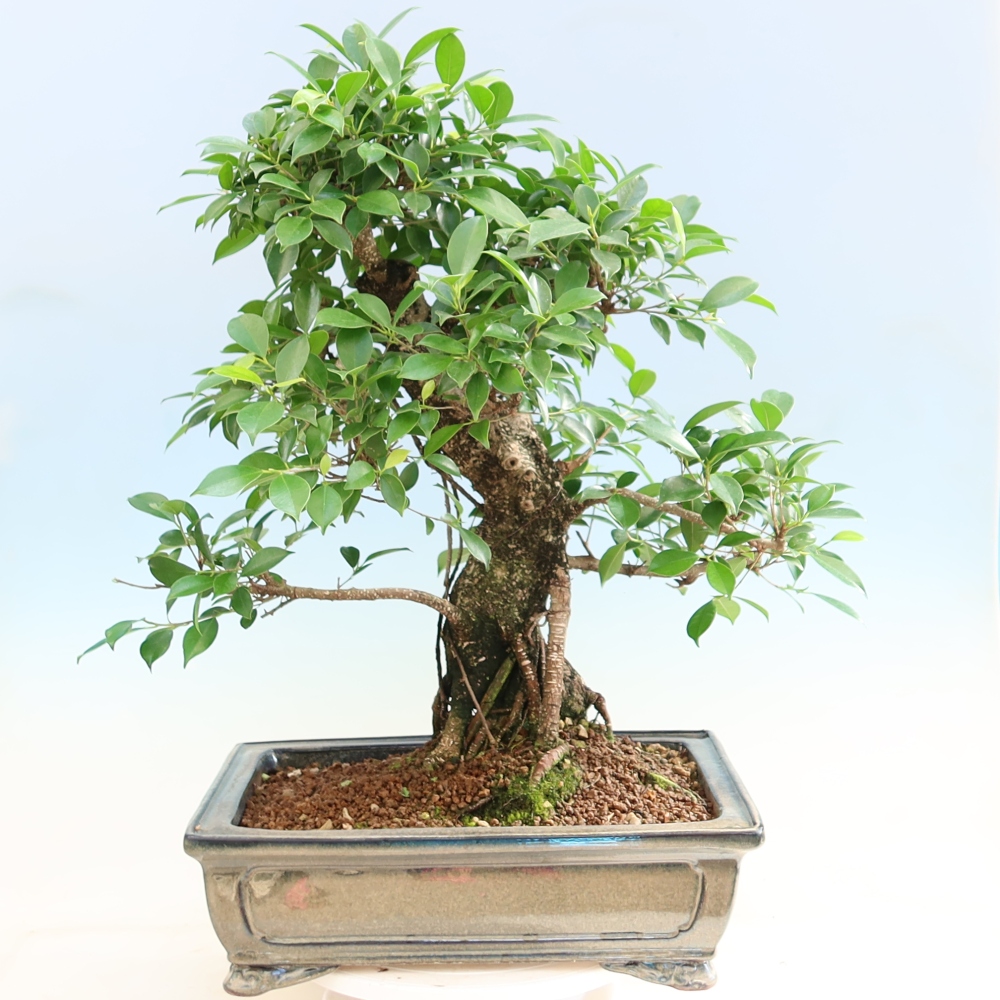 Pokojová bonsai - Ficus kimmen -  malolistý fíkus