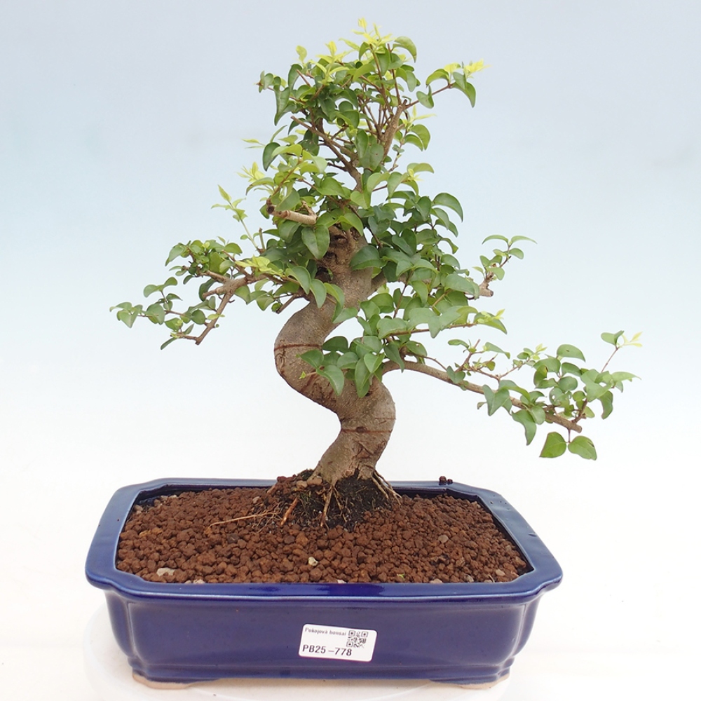 Pokojová bonsai -Ligustrum chinensis - Ptačí zob