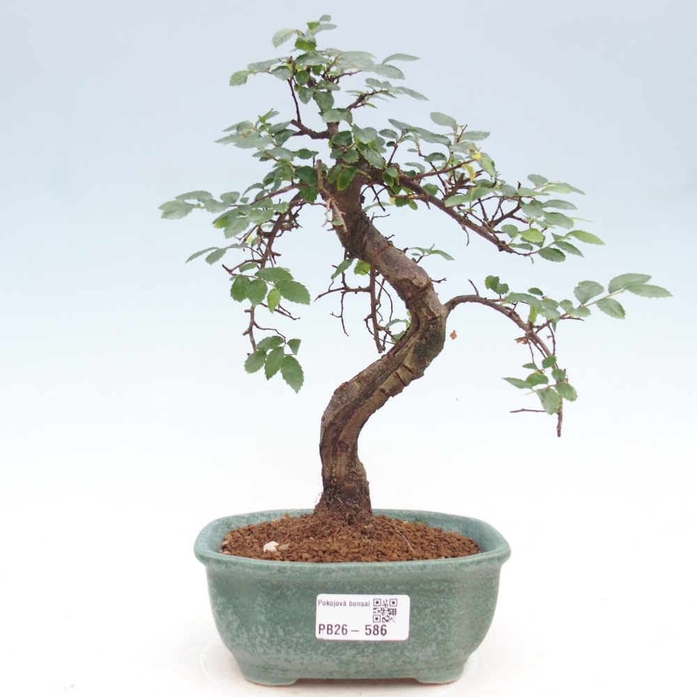 Pokojová bonsai - Ulmus parvifolia - Malolistý jilm