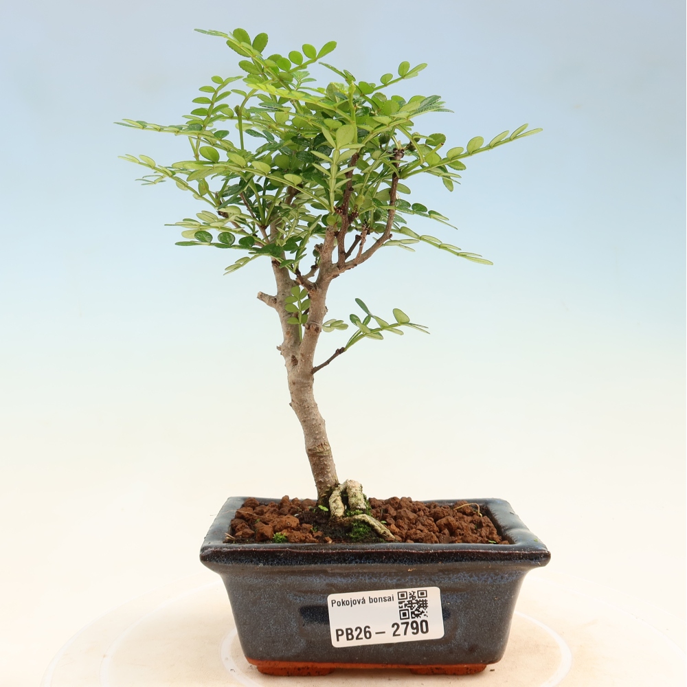 Pokojová bonsai - Zantoxylum piperitum - pepřovník