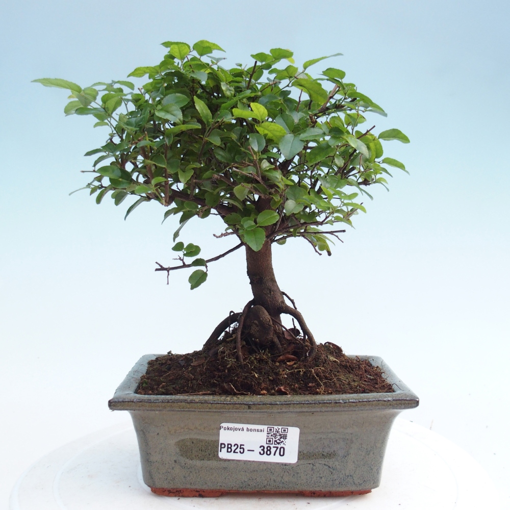 Pokojová bonsai - Sagerécie thea - Sagerécie thea