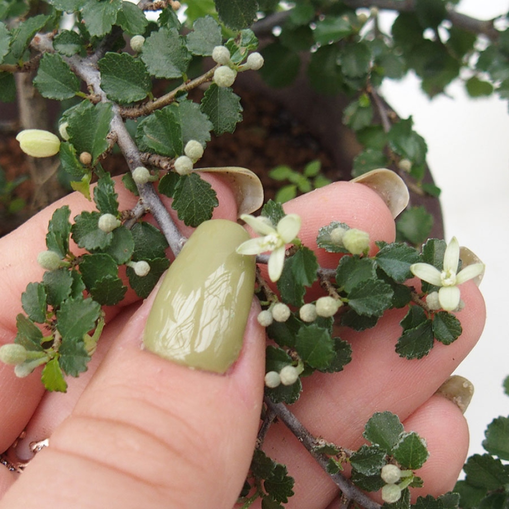 Pokojová bonsai - Grewia sp. - Grewie malolistá