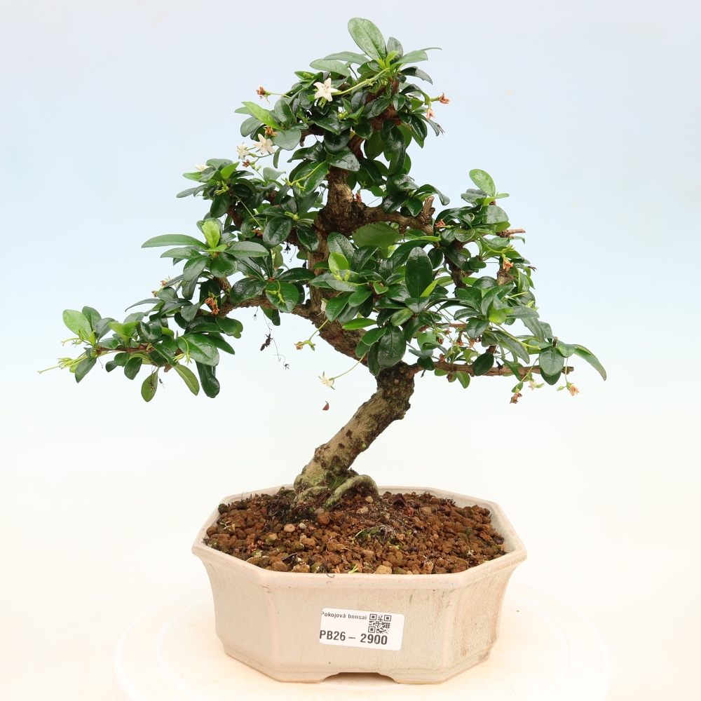 Pokojová bonsai - Carmona macrophylla - Čaj fuki