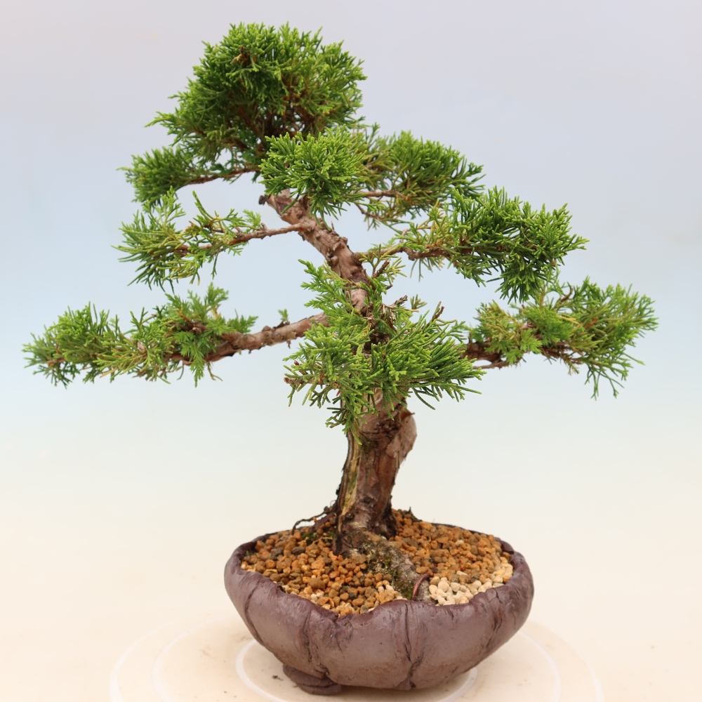 Venkovní bonsai - Juniperus chinensis Itoigawa -Jalovec čínský