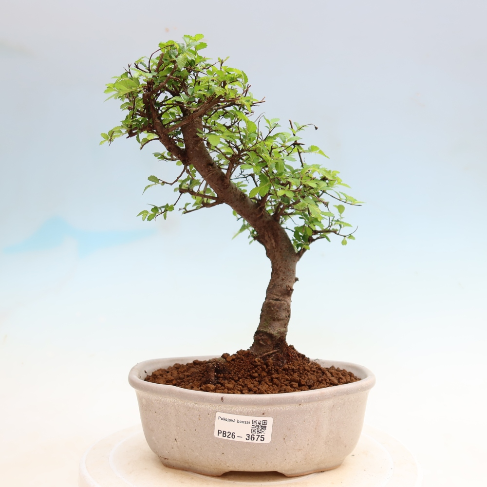 Pokojová bonsai - Ulmus parvifolia - Malolistý jilm