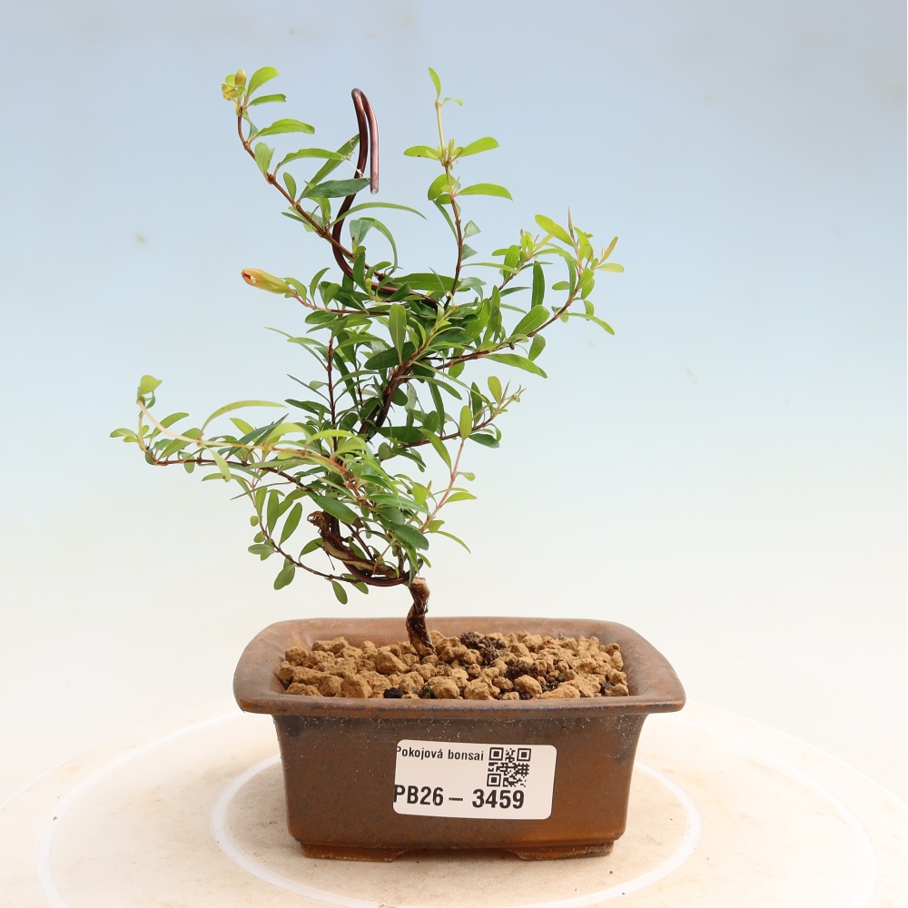 Pokojová bonsai-PUNICA granatum nana-Granátové jablko