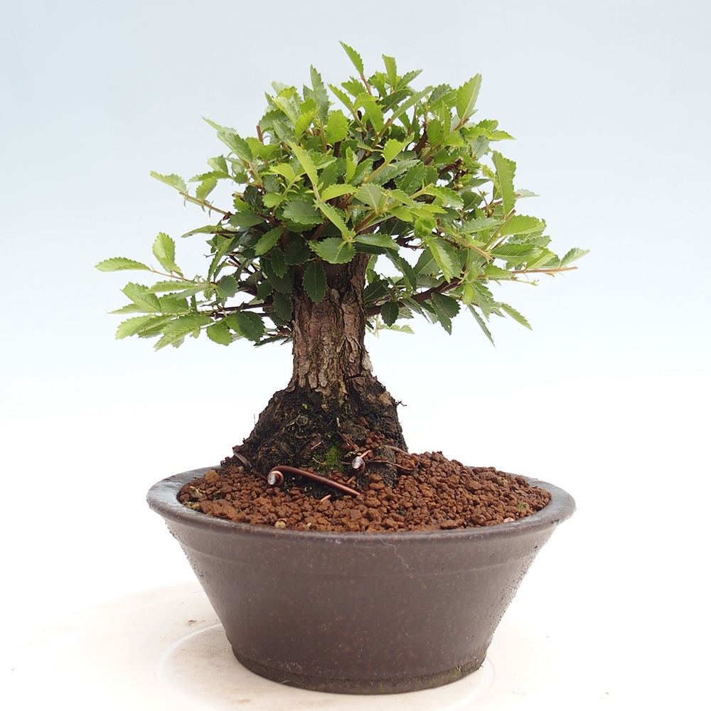 Venkovní bonsai - Zelkova - Zelkova NIRE