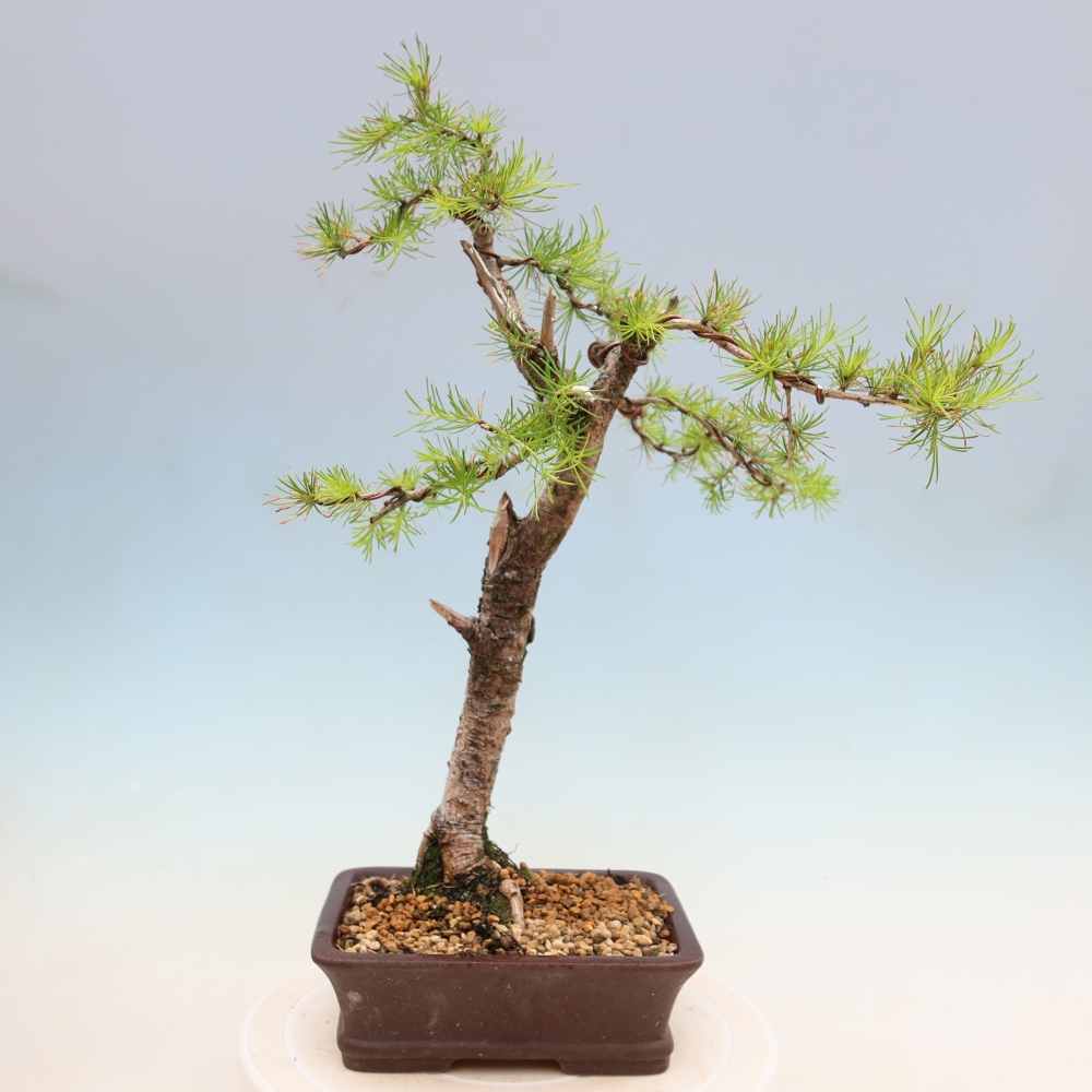 Venkovní bonsai -Larix decidua - Modřín opadavý 